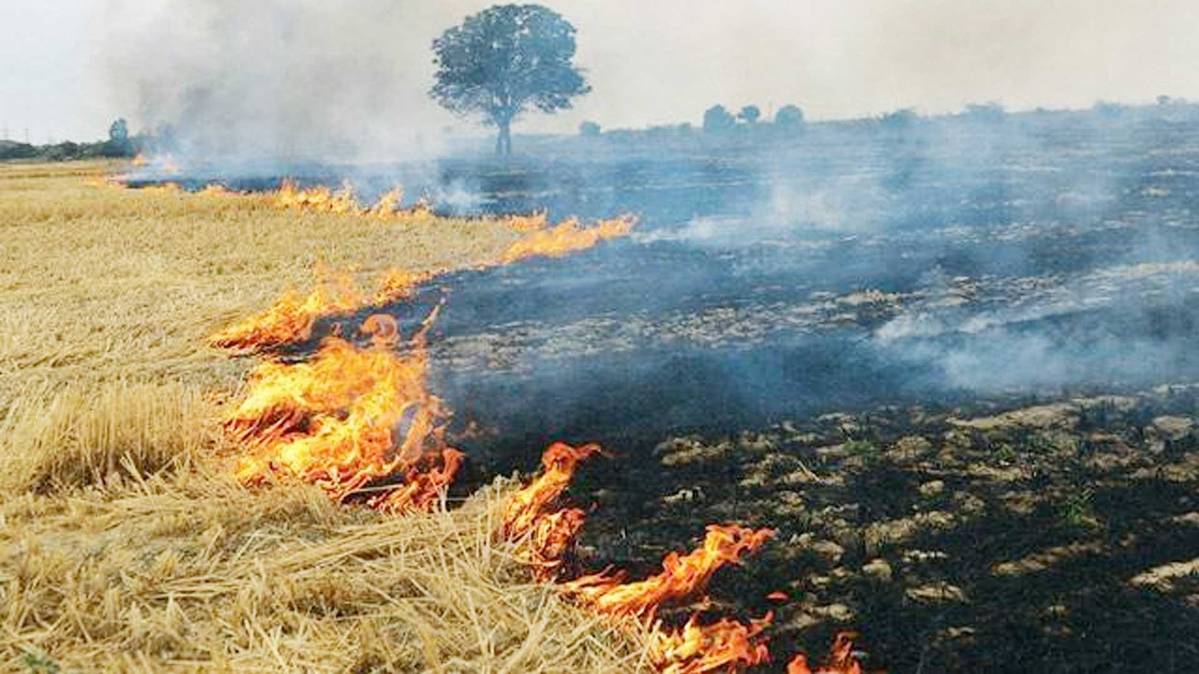 पराली जलाने से बिगड़ी बठिंडा की आबोहवा, AQI 'खराब' श्रेणी में किया गया दर्ज