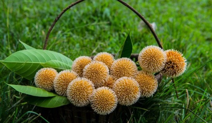 Photo of हेल्थ टिप्स: ब्लड शुगर कंट्रोल व स्पर्म काउंट बढ़ाने के लिए खाएं ये फल…