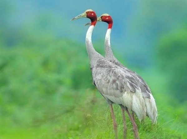 Photo of उप्र में गुरुवार से शुरू होगी राज्य पक्षी सारस की गणना