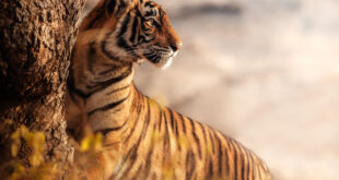 29 July in the pages of history: International Tiger Day