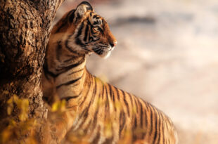 29 July in the pages of history: International Tiger Day