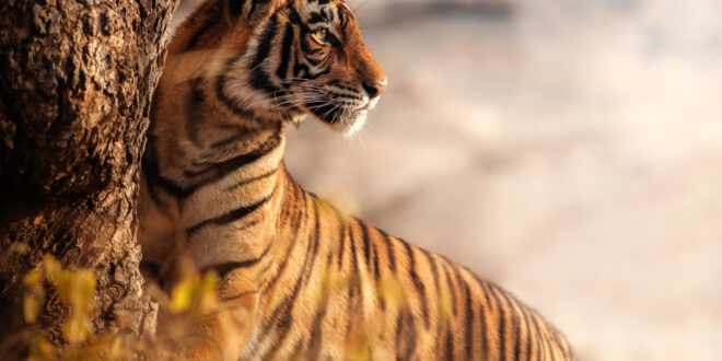 29 July in the pages of history: International Tiger Day