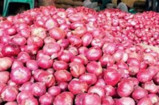 The government's retail sale of onion at subsidized rates has led to a drop in prices