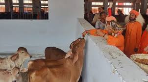 CM Yogi did cow service by worshiping cow on Vijay