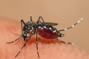 Recognize the symptoms of dengue: protect yourself from getting serious