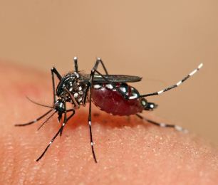 Recognize the symptoms of dengue: protect yourself from getting serious