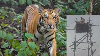 Tiger attacks forest department, drags Padwa away