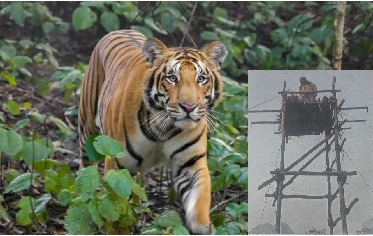 Tiger attacks forest department, drags Padwa away