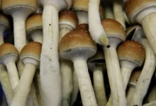 Can magic mushroom therapy cure depression? New research