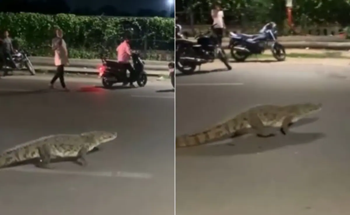 Crocodile seen on Vadodara road, created commotion
