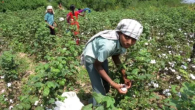 Cotton crisis affects textile industry, Agriculture Ministry busy in finding solution