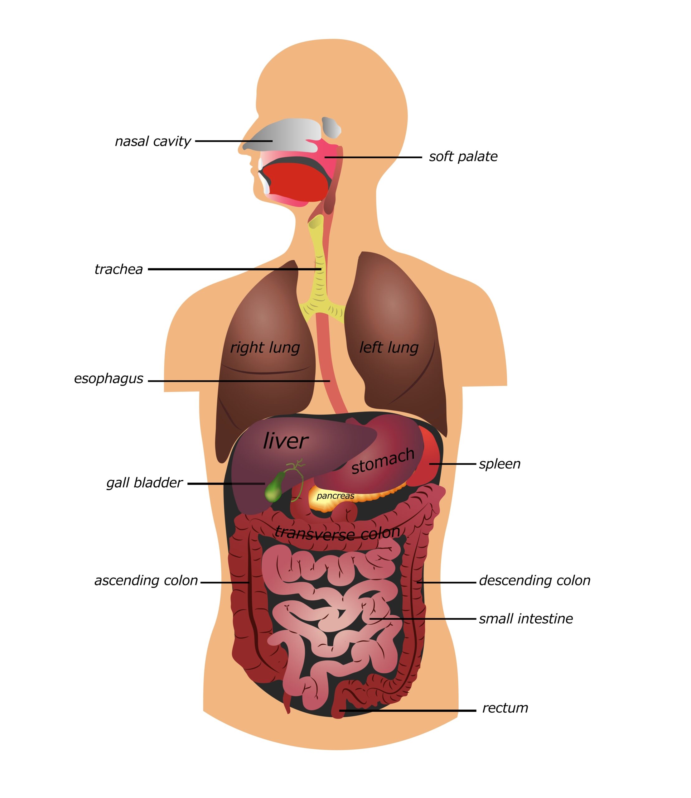 3 symptoms of inflammation of the food pipe, do not be careless