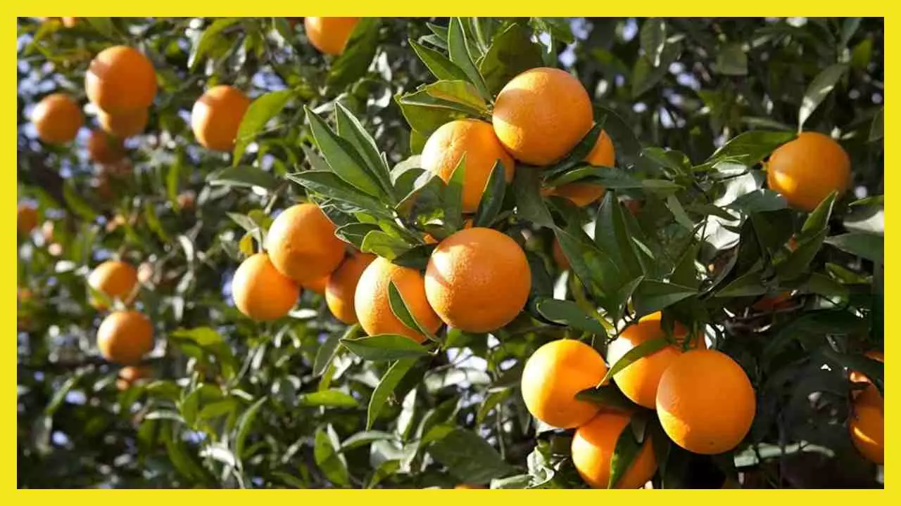 Nagpur: Orange City smells of orange fragrance, know its unique identity and history