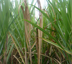 Additional Chief Secretary assessed the damage caused to sugarcane crop affected by disease and pests and gave strict instructions for prevention
