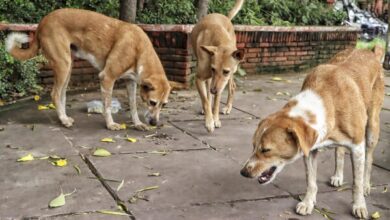 stray dogs supreme court