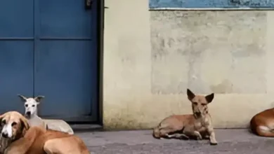 Rajasthan: Man shot 25 dogs, crossed all limits of cruelty; gave a strange excuse when caught