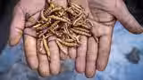 हिमालयन वियाग्रा यार्सागुम्बा क्यों बिक रहा सस्ता? जानें वजह